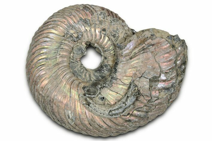 Iridescent, Pyritized Ammonite (Quenstedticeras) Fossil - Russia #336208